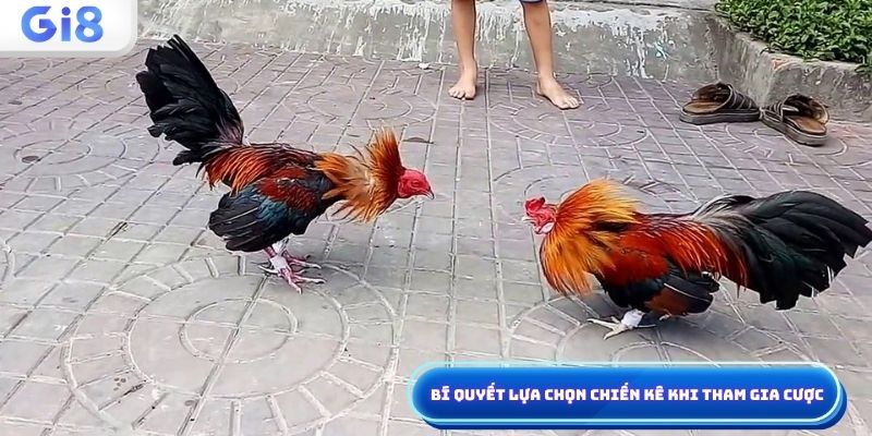 Bí quyết chọn chiến kê